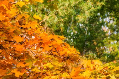 Sonbahar yaprakları doku. Sonbahar parkta fotoğrafı