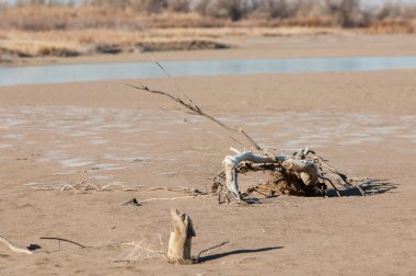 Kum doku. Vahşi doğada kum
