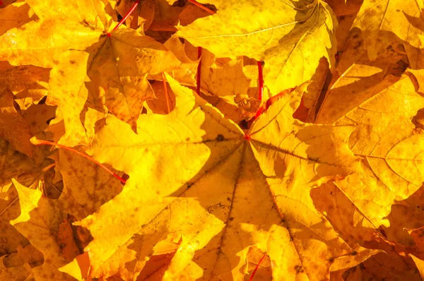 Textur Der Herbstblätter Fotografiert Herbstlichen Park — Stockfoto