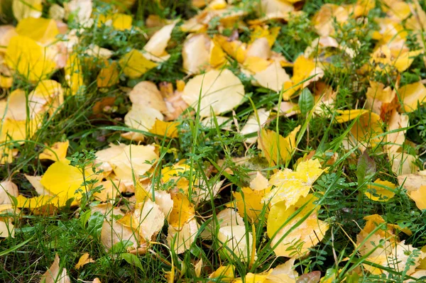 Texture of autumn leaves. Photographed in the autumn park