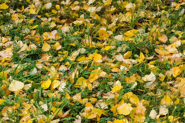 Texture Autumn Leaves Photographed Autumn Park — Stock Photo, Image