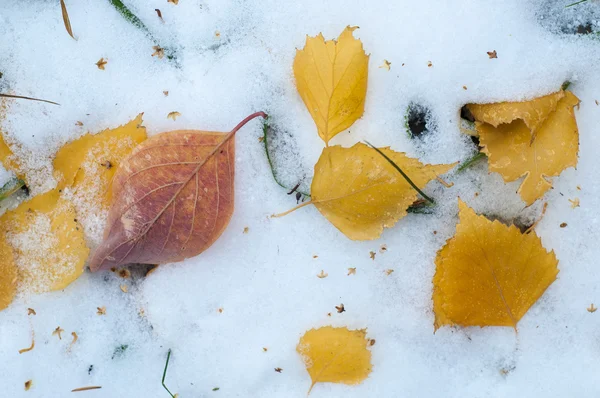 葉秋に雪 テクスチャです 雪の最初の秋 雪の中で黄色の白樺の葉 — ストック写真