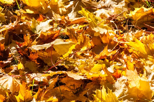 Текстура Осенних Кленовых Листьев Фотография Осеннем Парке — стоковое фото