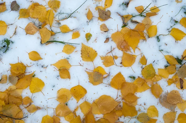 Bladeren Herfst Sneeuw Het Patroon Eerste Val Van Sneeuw Yearling — Stockfoto