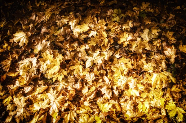 Texture Des Feuilles Érable Automne Photographié Dans Parc Automne — Photo