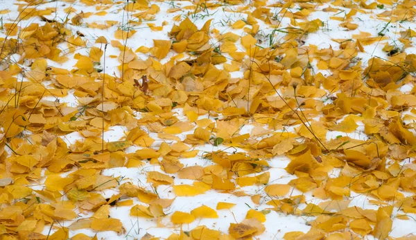 叶秋雪 雪首次下降 白桦叶黄雪中 — 图库照片