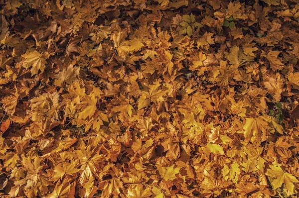 Texture Delle Foglie Acero Autunnale Fotografato Nel Parco Autunnale — Foto Stock