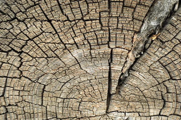 Texture Old Wood Structure — Stock Photo, Image