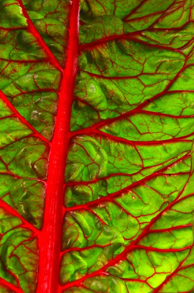 Beet Leaf Texture Leaf Beet Vitamin Pantry Ingredient Salad — Stock Photo, Image