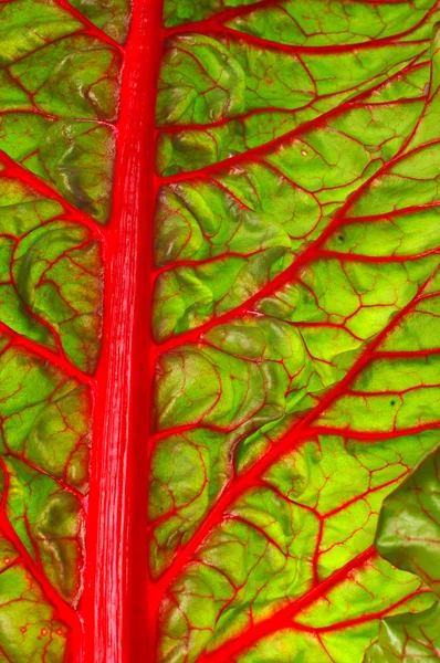 Beet Leaf Texture Leaf Beet Vitamin Pantry Ingredient Salad — Stock Photo, Image