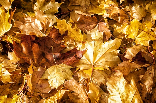 Texture Delle Foglie Acero Autunnale Fotografato Nel Parco Autunnale — Foto Stock