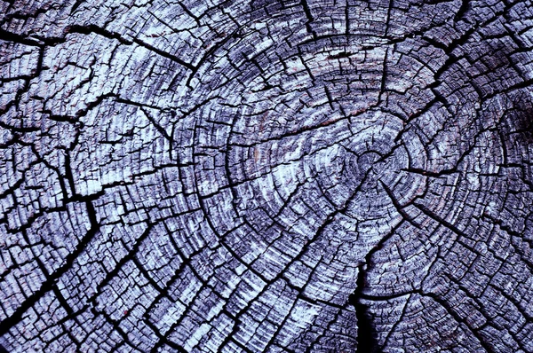 Texture of old wood — Stock Photo, Image