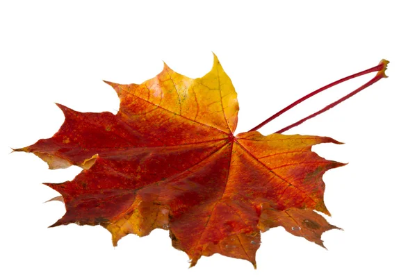 Texture of autumn maple leaves — Stock Photo, Image