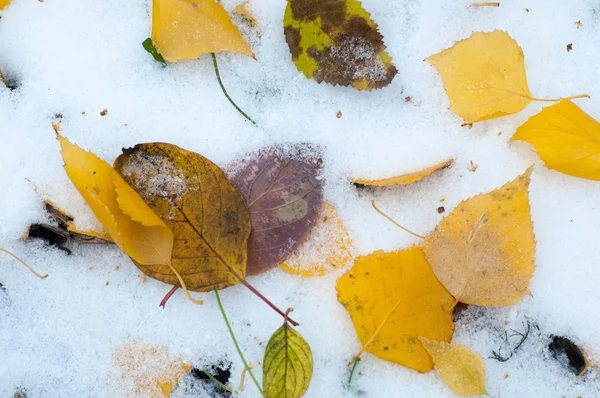 Het Patroon Van Herfst Bladeren Gefotografeerd Herfst Park — Stockfoto