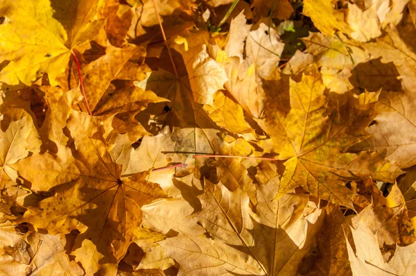 Sonbahar Akçaağaç Yapraklarının Dokusu Sonbahar Parkında Çekilmiş — Stok fotoğraf
