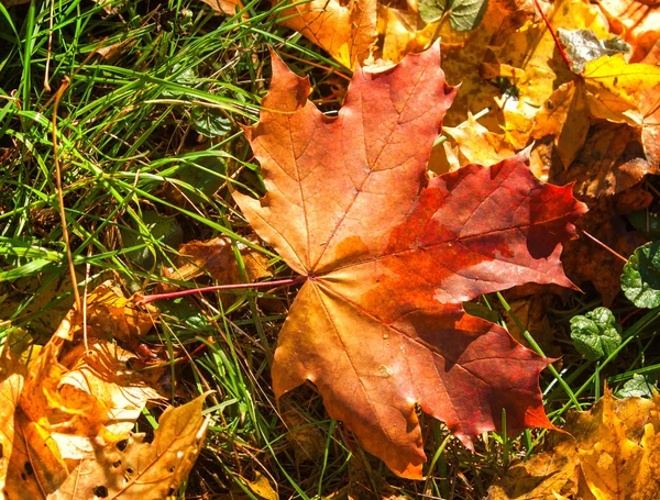 Textura Hojas Arce Otoño Fotografiado Parque Otoño — Foto de Stock