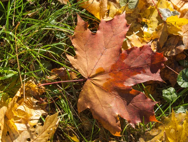 Struktura Podzimních Javorových Listů Fotografie Pořízena Podzimním Parku — Stock fotografie