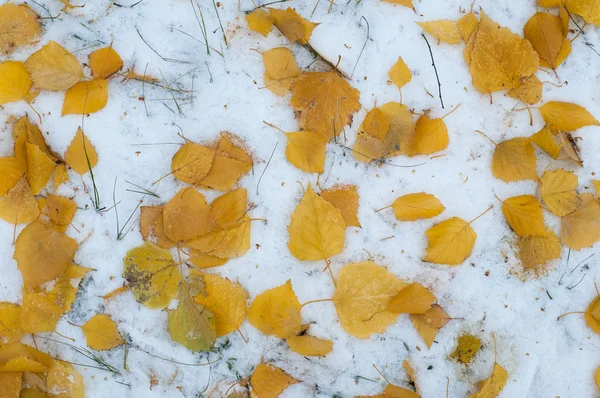 Lässt Herbstschnee Liegen Textur Der Erste Schneefall Gelbe Birkenblätter Schnee — Stockfoto