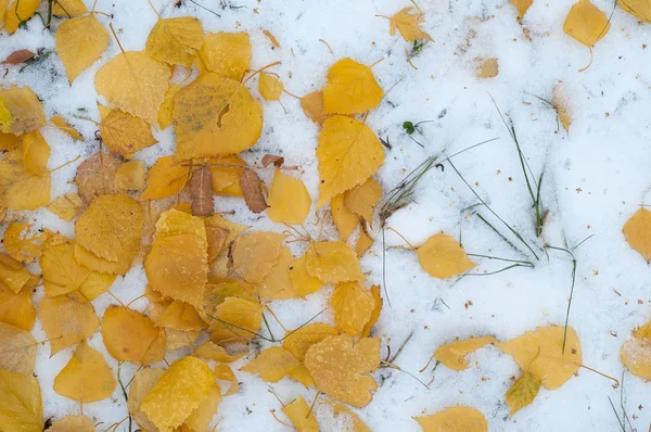 Deixa Neve Outono Textura Primeira Queda Neve Bétula Amarela Folhas — Fotografia de Stock