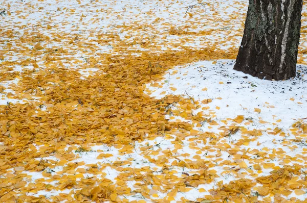 叶秋雪 雪首次下降 白桦叶黄雪中 — 图库照片