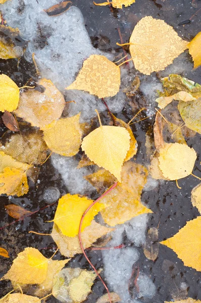 秋葉氷水たまり 路上撮影 — ストック写真