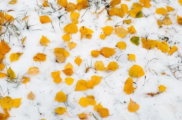 Blätter Herbst Schnee Textur Auf Der Straße Fotografiert — Stockfoto