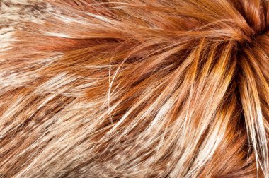 yak kürk. doku. Stüdyo fotoğrafı