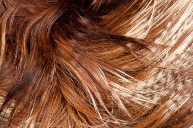 yak kürk. doku. Stüdyo fotoğrafı