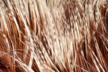 yak kürk. doku. Stüdyo fotoğrafı