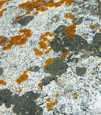 doku taş. içinde belgili tanımlık vahşi fotoğrafı