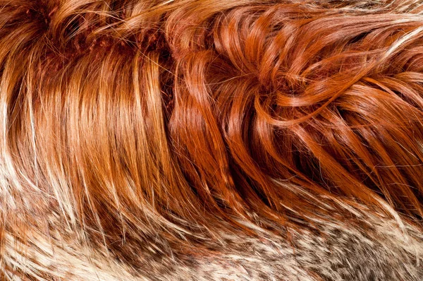 Yak Fur Texture Photographed Studio — Stock Photo, Image