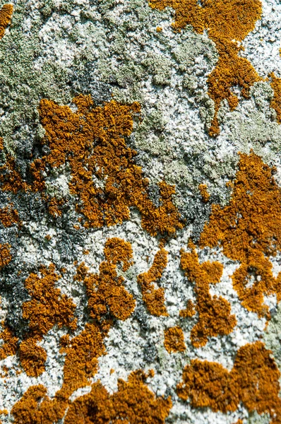 Textura Pedra Fotografado Estado Selvagem — Fotografia de Stock