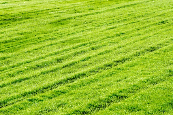 Texture sprouting grain — Stock Photo, Image