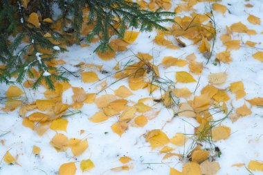 Sonbahar kar bırakıyor. doku. Kar ilk Güz. Sarı huş ağacı yaprakları karda