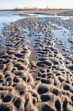 Kum doku. Vahşi doğada kum