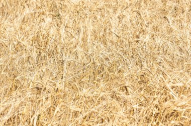 Bir buğday alan doku. Altın olgun buğday