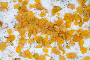 Sonbahar kar bırakıyor. doku. Kar ilk Güz. Sarı huş ağacı yaprakları karda