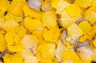 Sonbahar akçaağaç yaprakları dokusuna