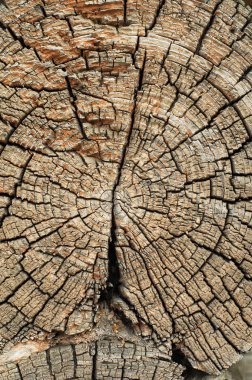 Eski ahşabın dokusu