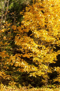Sonbahar yaprakları doku. Sonbahar parkta fotoğrafı