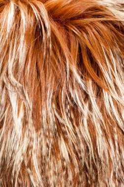 yak kürk. doku. Stüdyo fotoğrafı