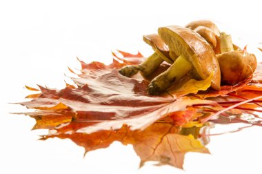 sonbahar yaprakları mantar