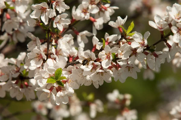 Prunus tomentosa — Stockfoto