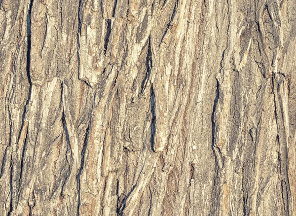 Tree bark — Stock Photo, Image