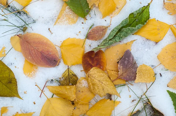 Lämnar Hösten Snö Textur Först Faller Snö Gula Björklöv Snön — Stockfoto