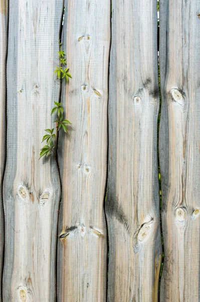 Texture Wood Structure — Stock Photo, Image