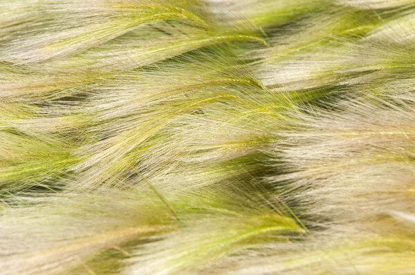 трава перья, трава мат
