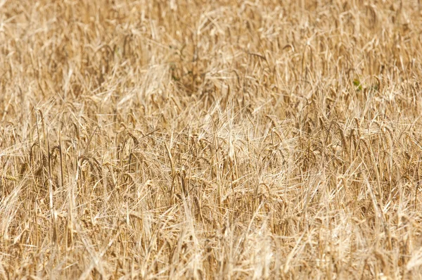 A textura de um campo de trigo . — Fotografia de Stock