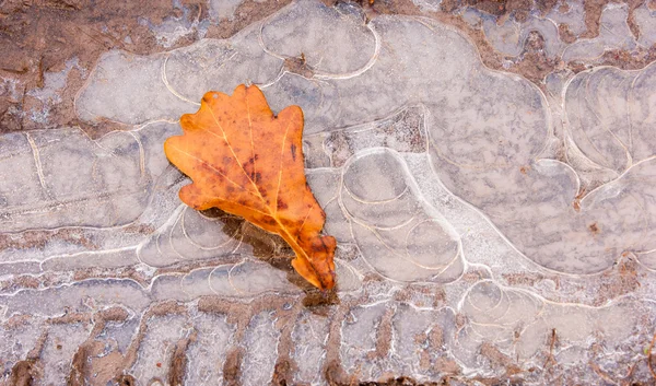 Puddle Ice Oak Leaf Autumn Mysterious Figure Ice — Stock Photo, Image