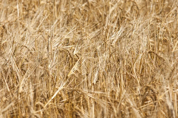 Textura Pšeničné Pole Zralé Pšenice Golden — Stock fotografie